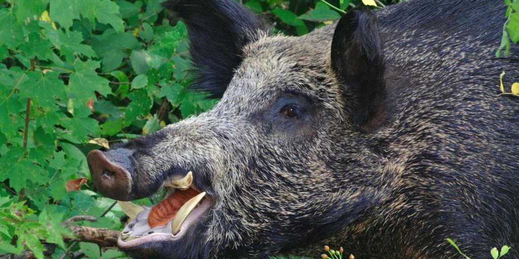 Furious boar