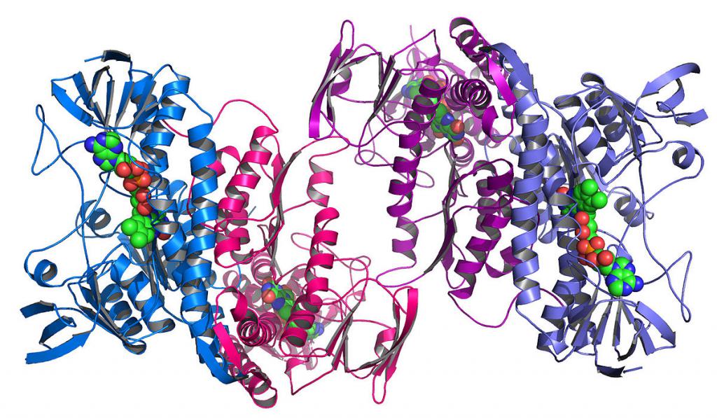 Protein molecules