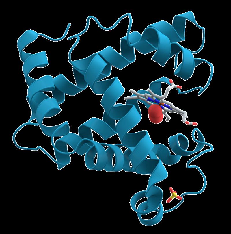 3-D protein model