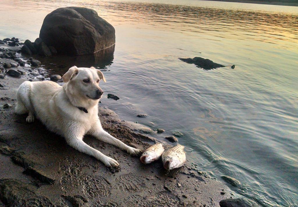 Сырую рыбу собаке. Лабрадор Рыбак. Лабрадор с рыбой. Ретривер и рыба. Веселый лабрадор.