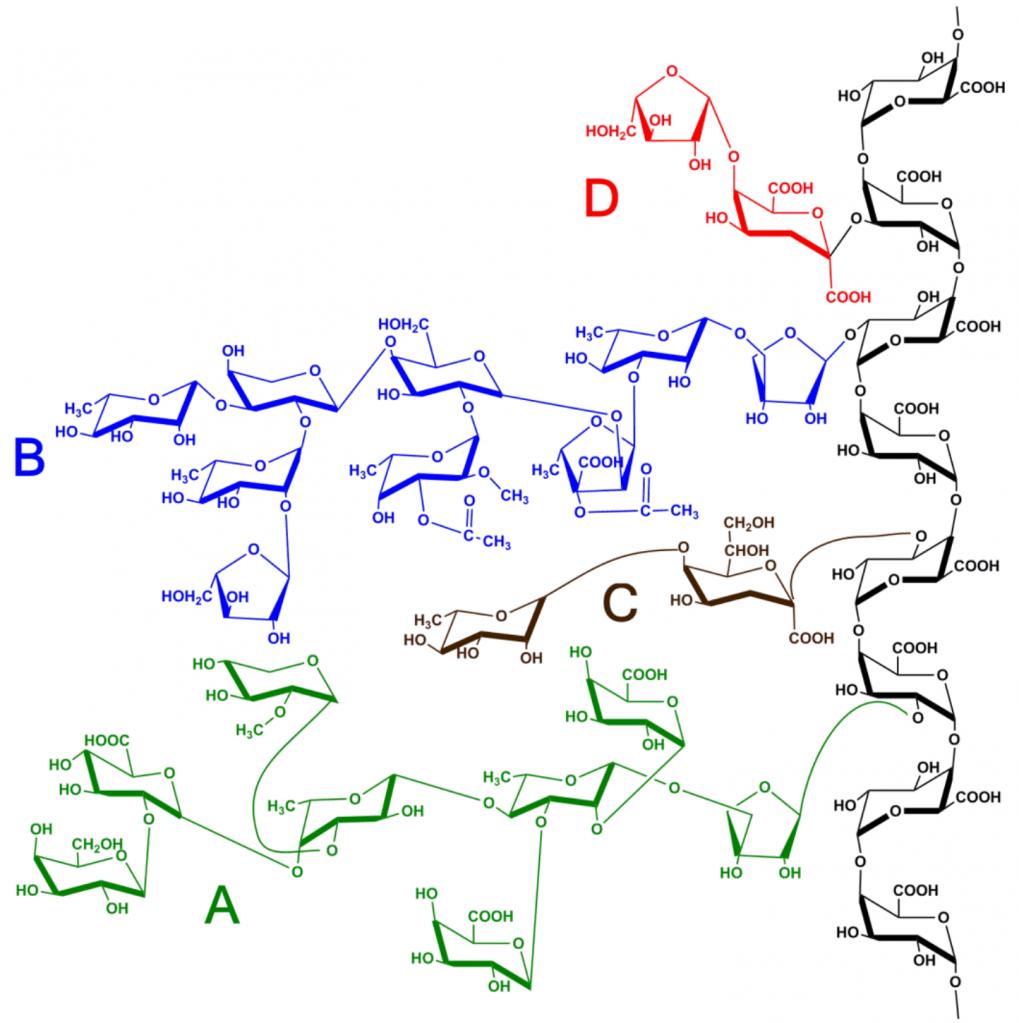 The composition and structure of polymers