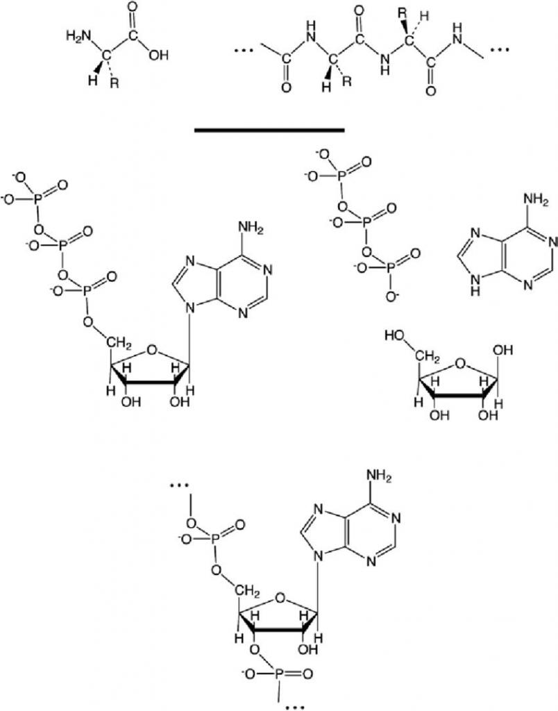 Chemical structure of polymers