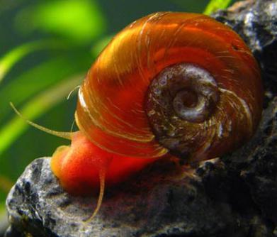 Aquarium Snail Coils