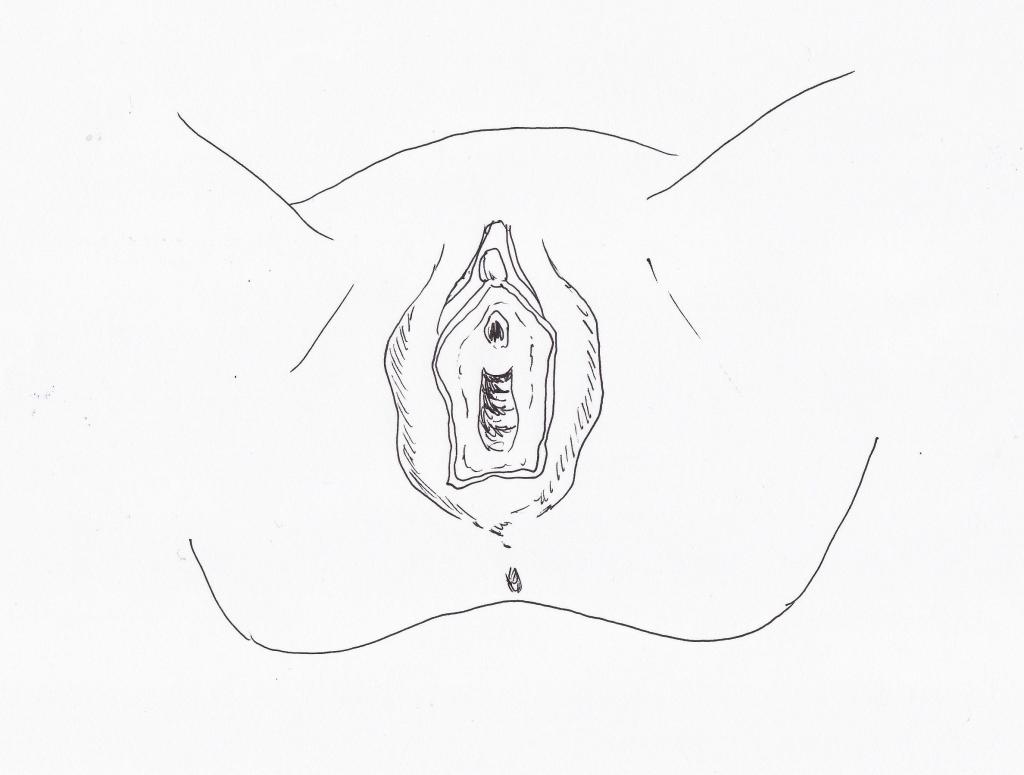 Bottom view of the female vulva