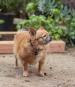 Метис чихуахуа и шпица: фото, описание породы, Метис шпица и чихуахуа фото взрослой собаки