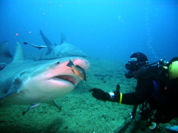 Встреча с акулой