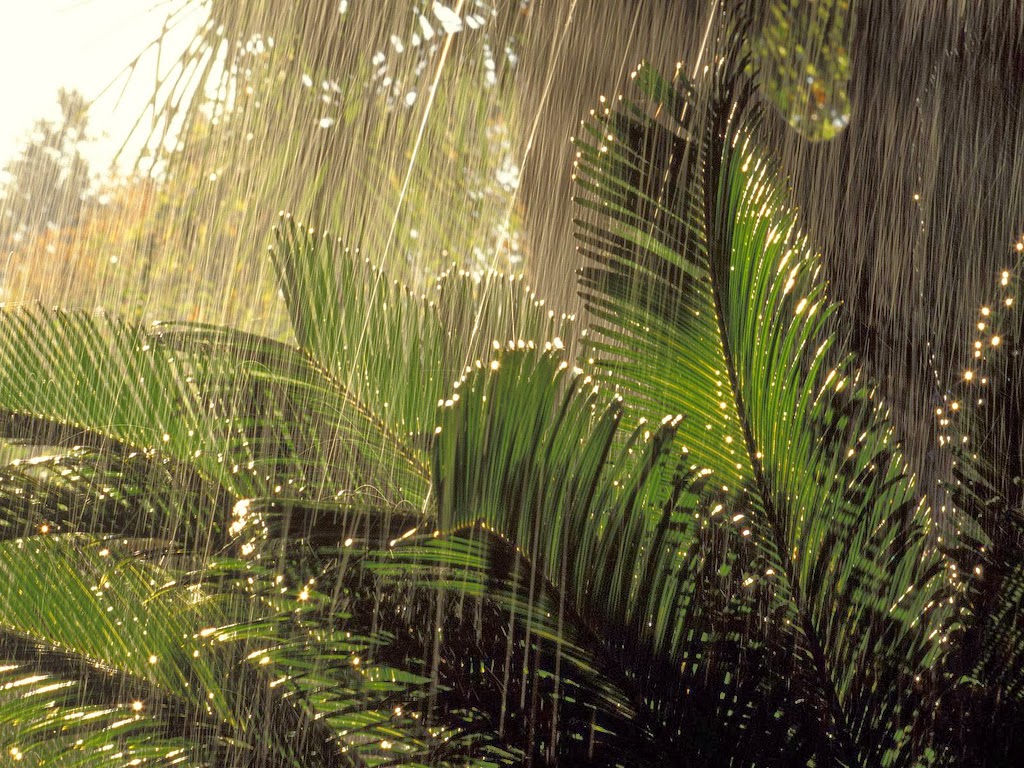 Дождь в тропиках