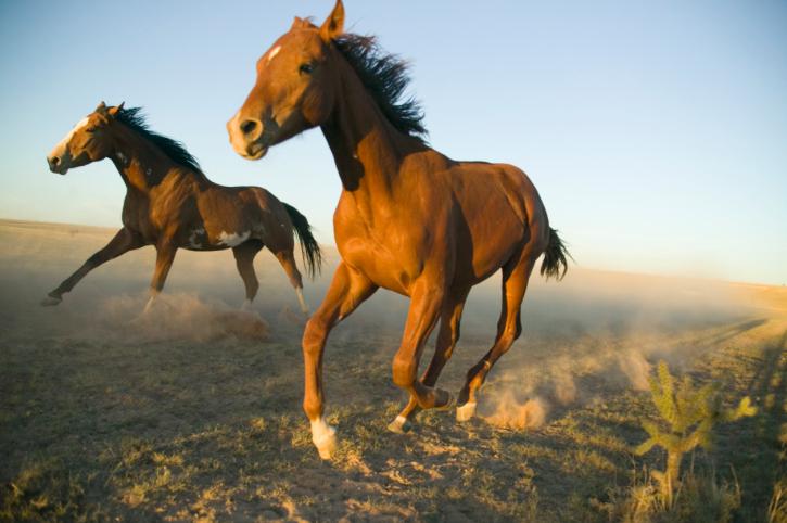 Скорость бега лошади