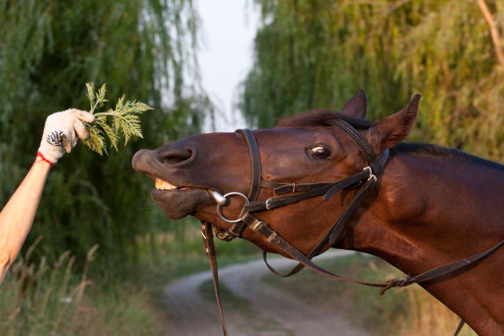 факты о лошадях и конном спорте