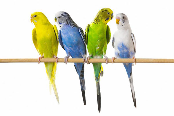 окраски волнистых попугаев