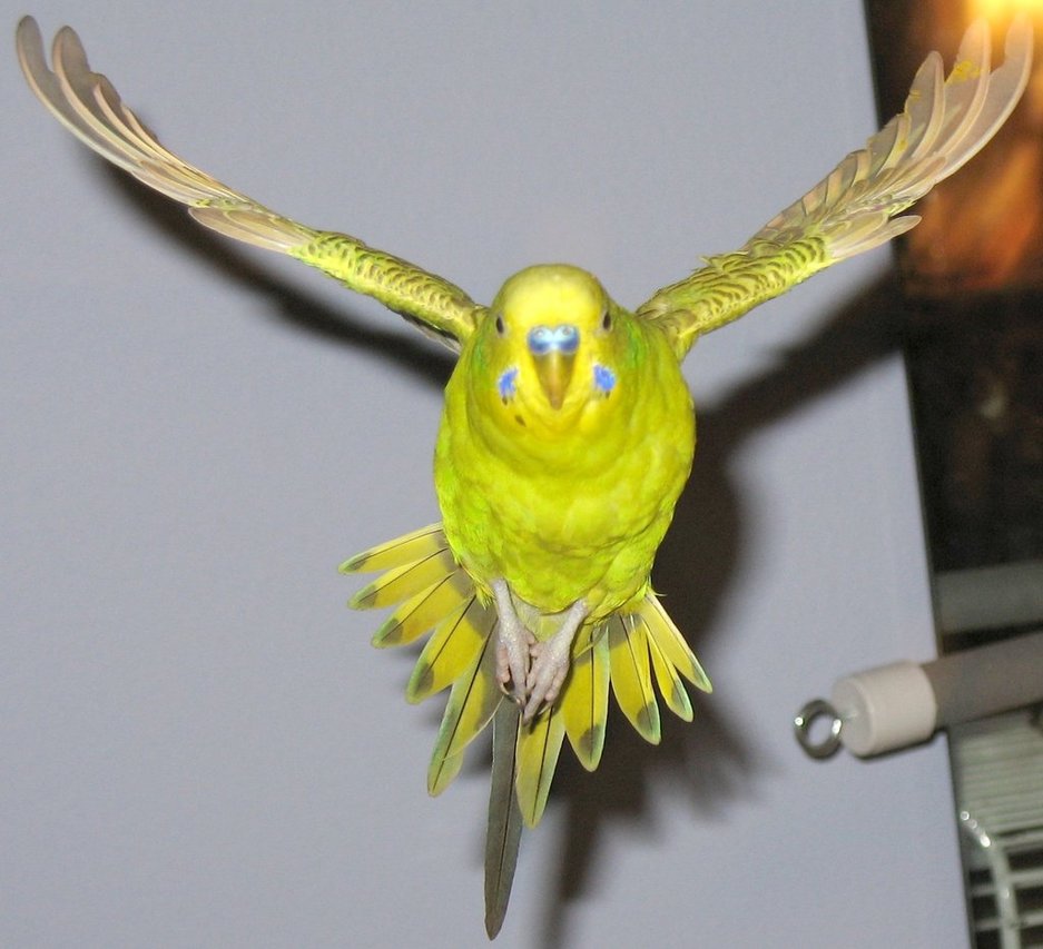 летящий попугай