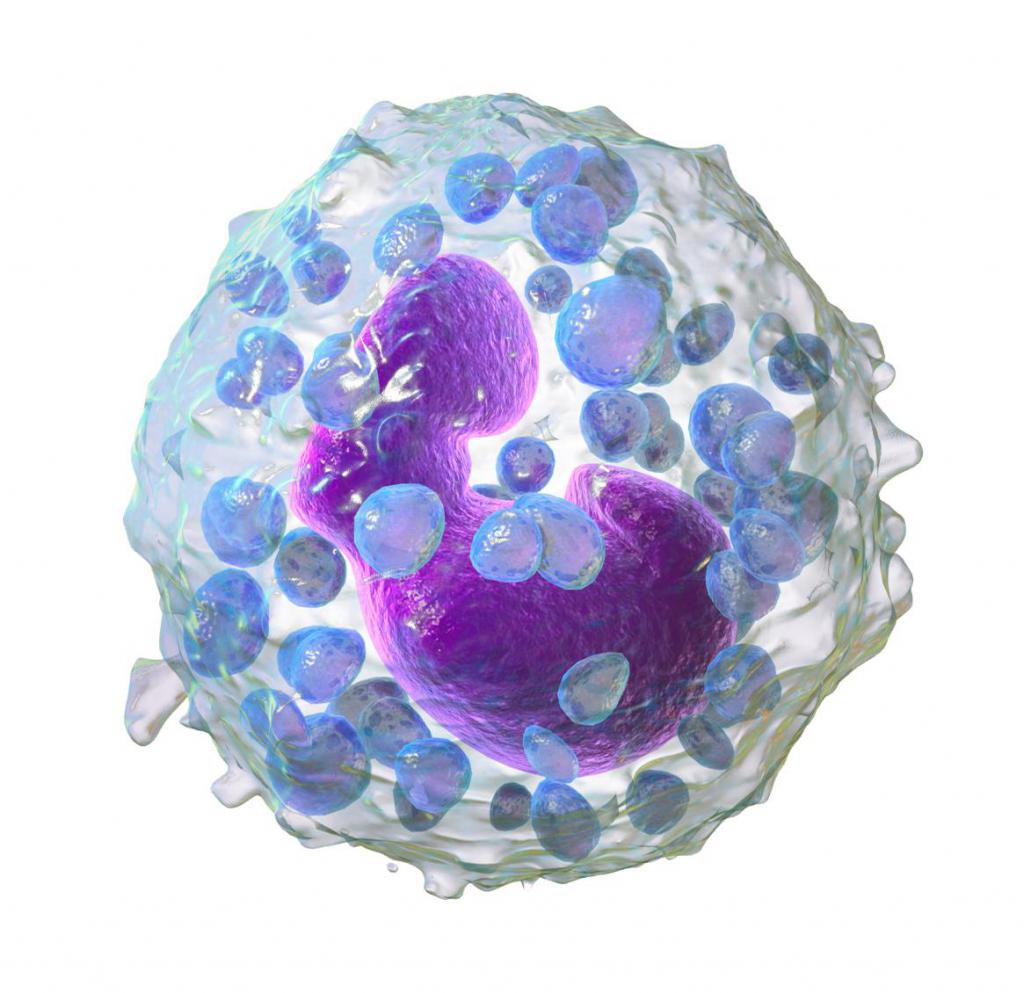 клетка лейкоцита