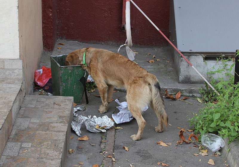 собака подбирает еду на улице