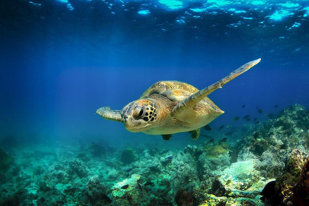 Черепаха с Галапагосских островов