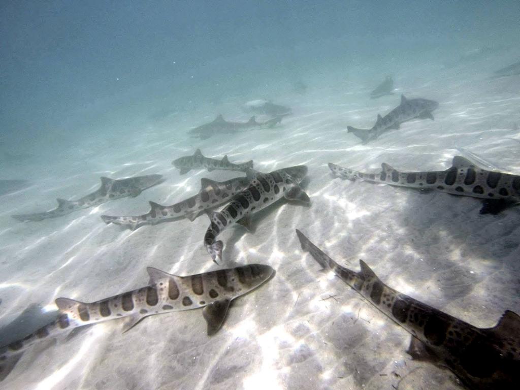 Леопардовые акулы