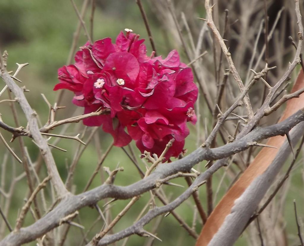 Bougainvillea (Nicktagine)