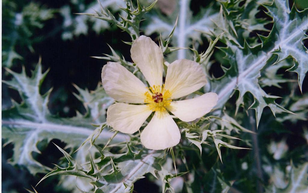 Argemona (Poppies)