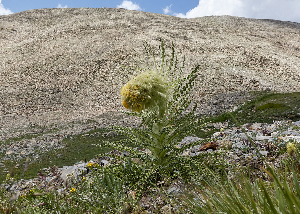 Mountain thistle