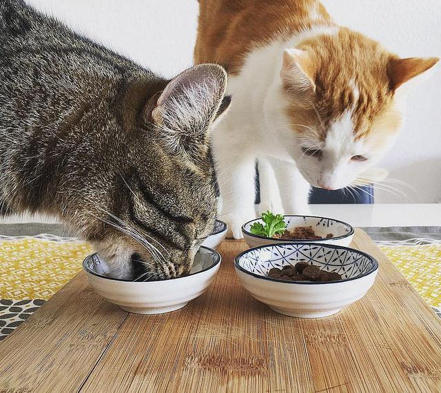 Кошки во время еды. Кошачья еда. Кот и еда. Корм для кошек. Миска для кота.
