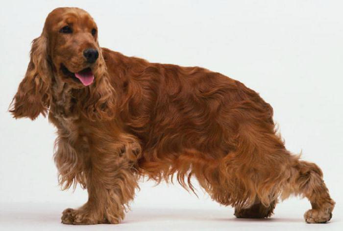 dog with curly hair