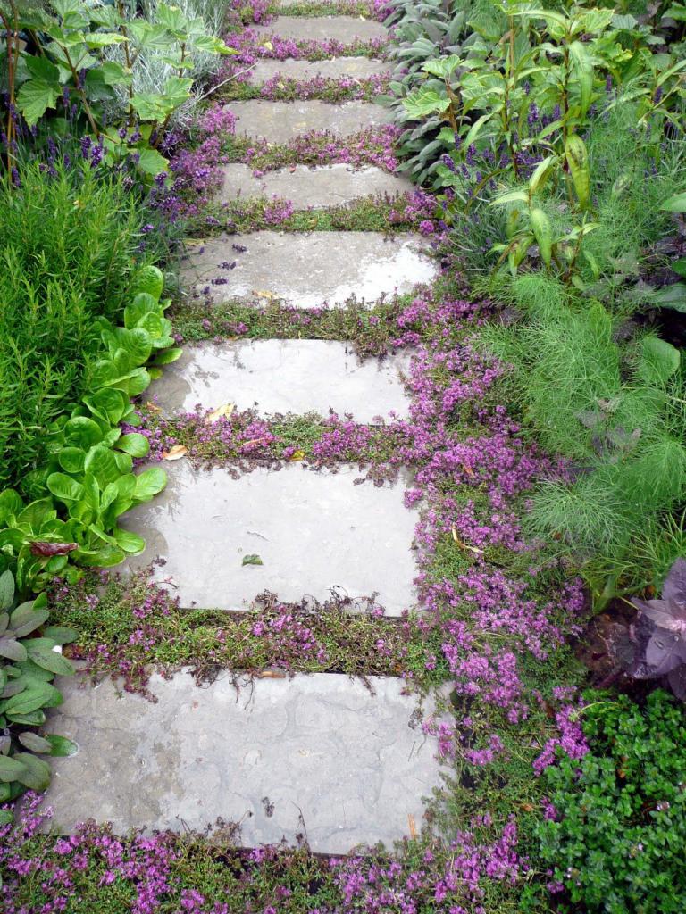 thyme in landscape design