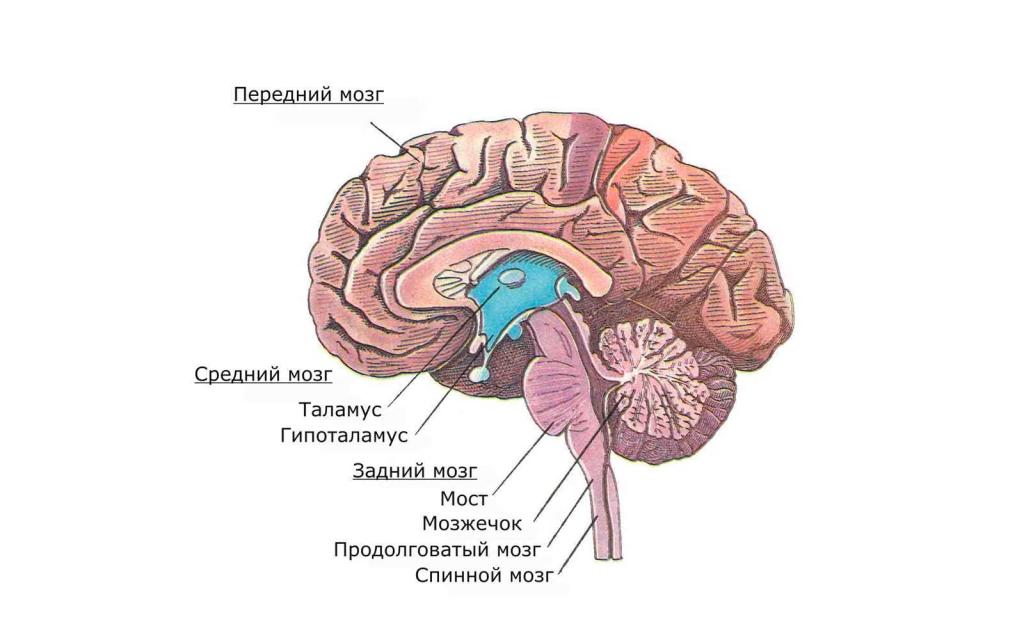 Схема мозга