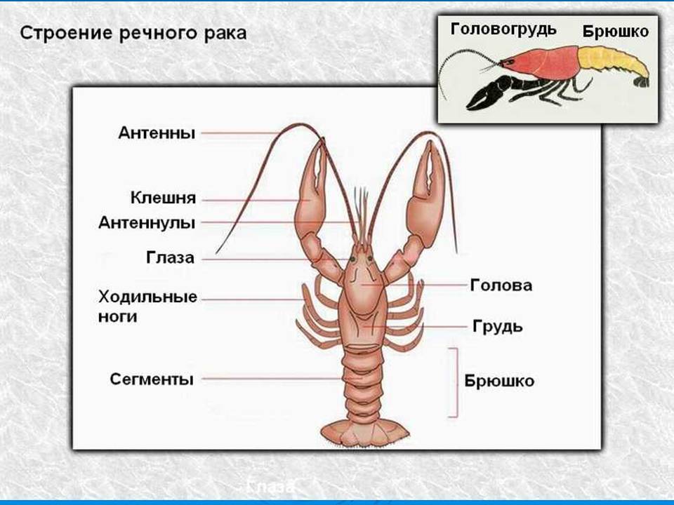 Строение рака