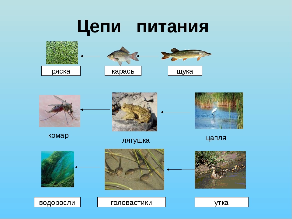 Цепь питания