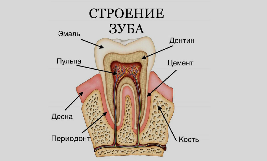 Строение зуба