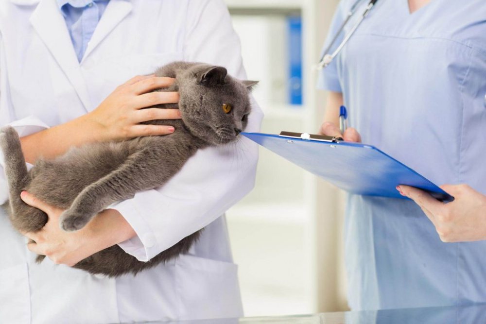 Кошка у врача