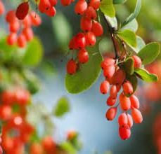 Barberry Jam Recipes