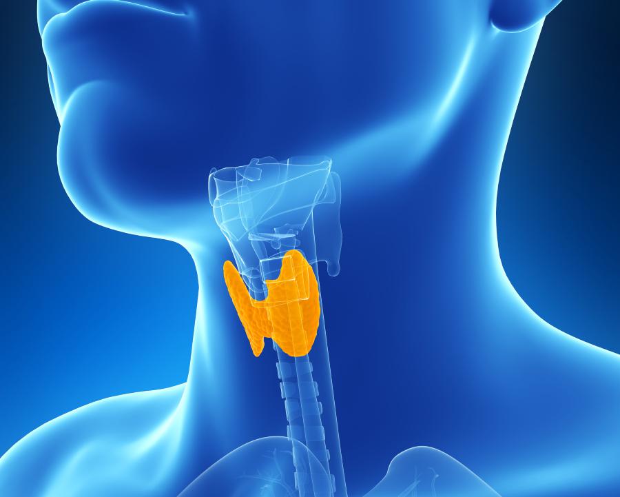 основной гормон вырабатываемый щитовидной железой называется