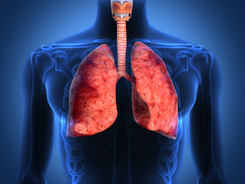 muscle tendon lung meridian