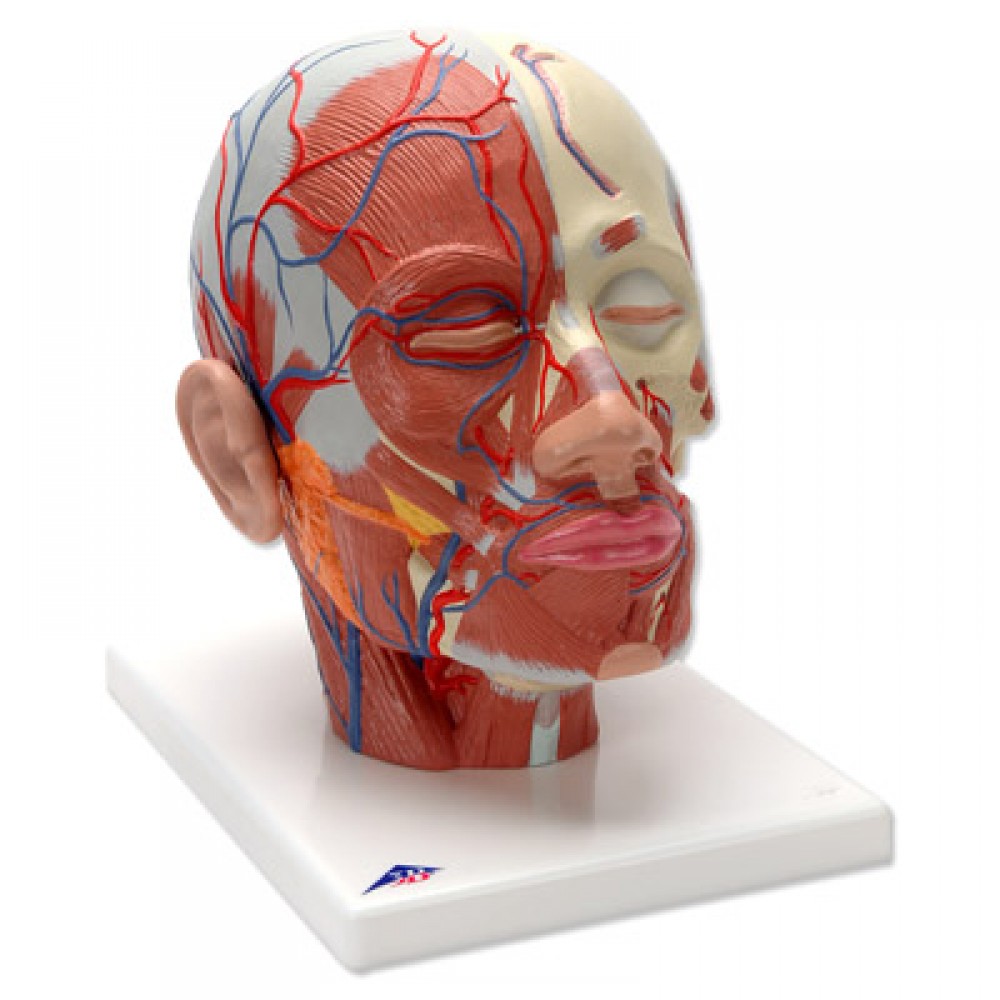 строение лица человека анатомия кости мышцы