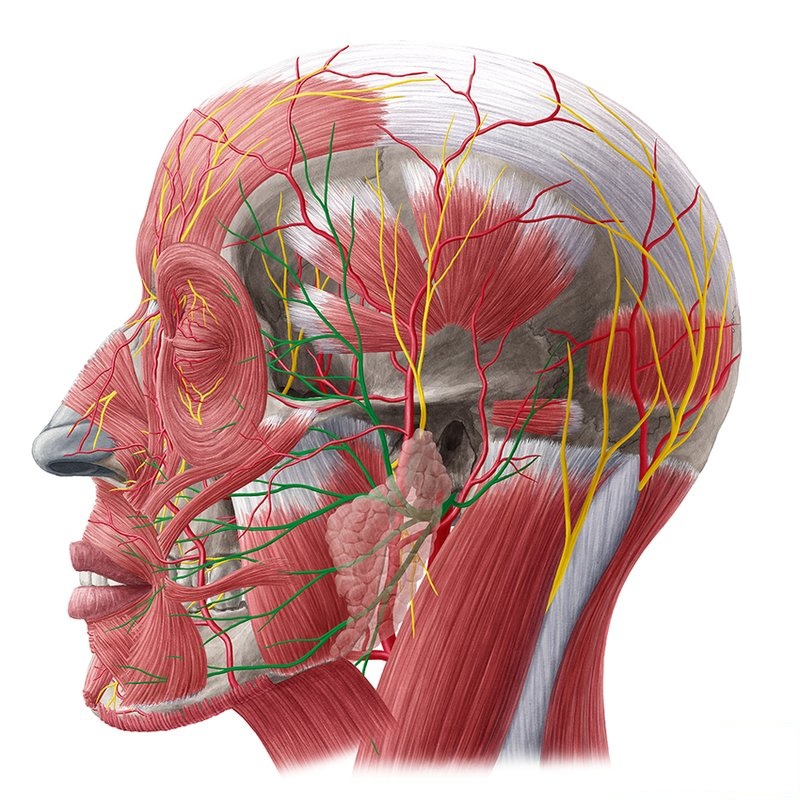 строение лица человека анатомия лимфоузлов
