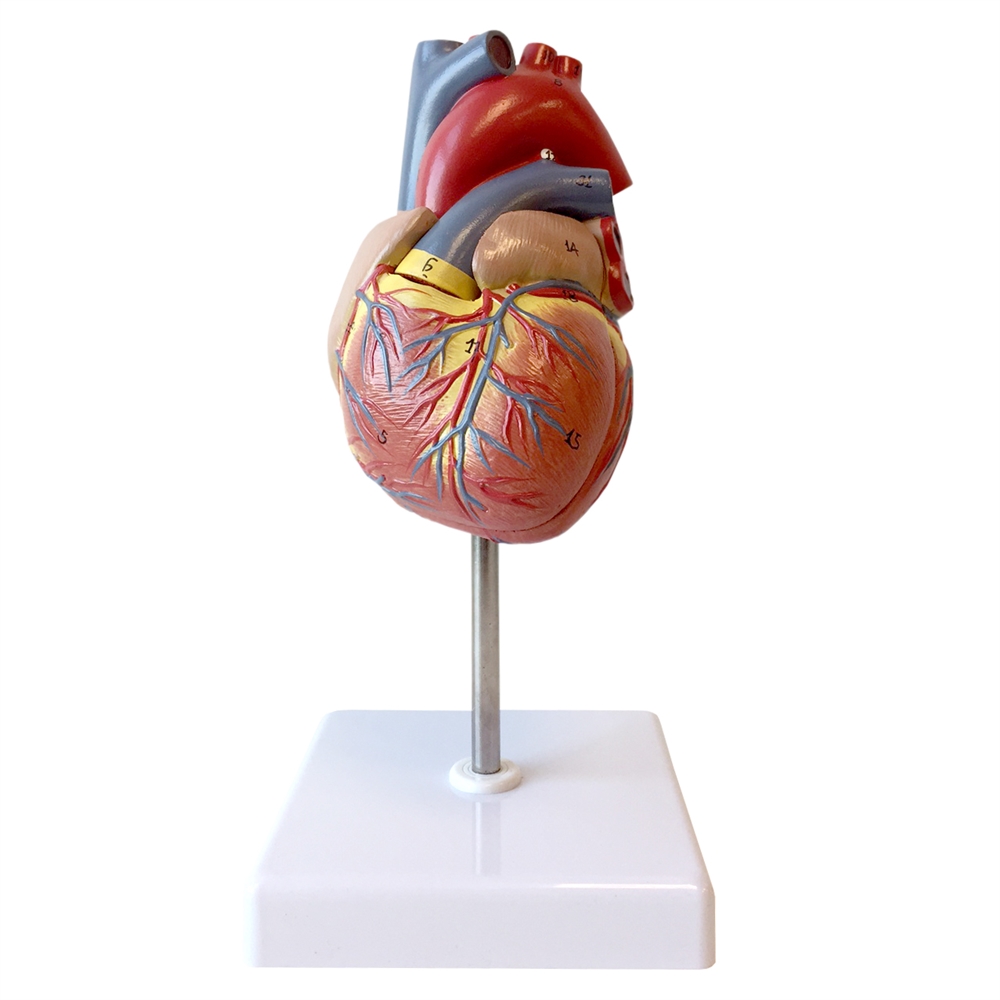 Модель сердца