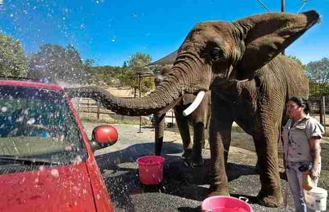 Car wash with unusual workers.