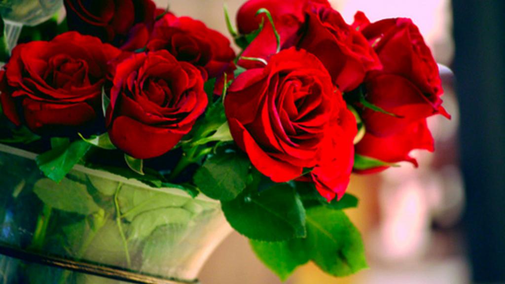 красивые и красные розы