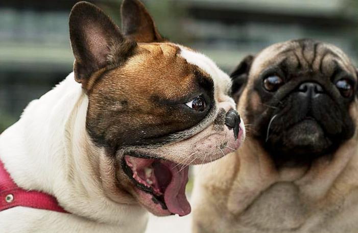 Собаки брахицефалы породы фото и названия