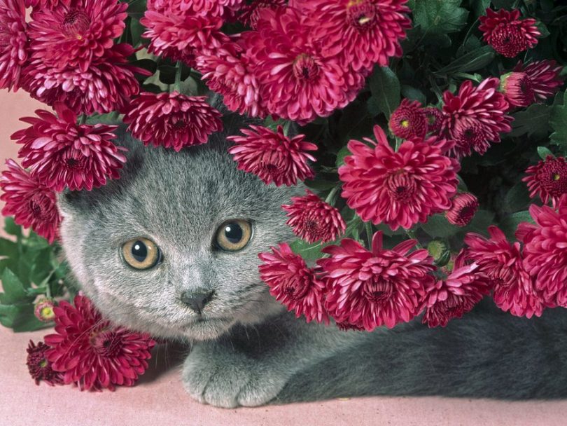 Назовите кошку названием цветка