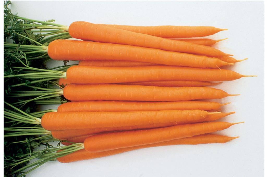 Морковка для мимозы