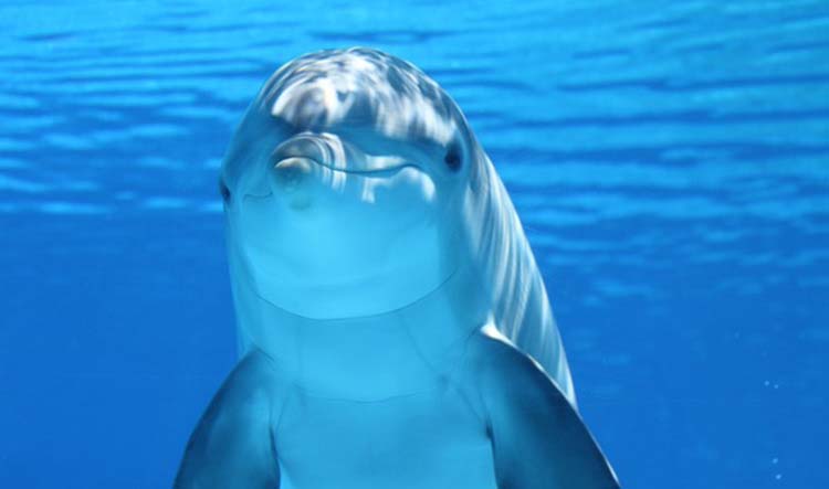 Дельфин из дельфинария Дубай