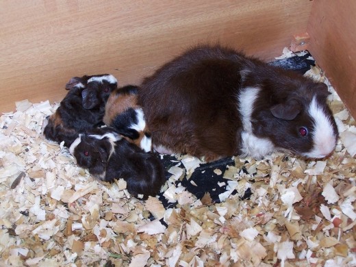 Pig with children