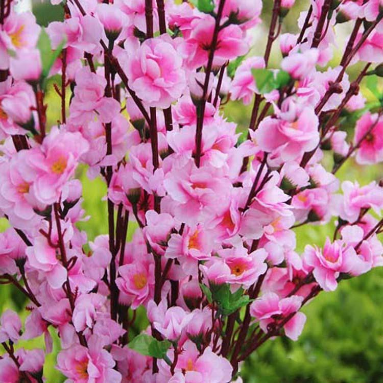 Bird cherry branches