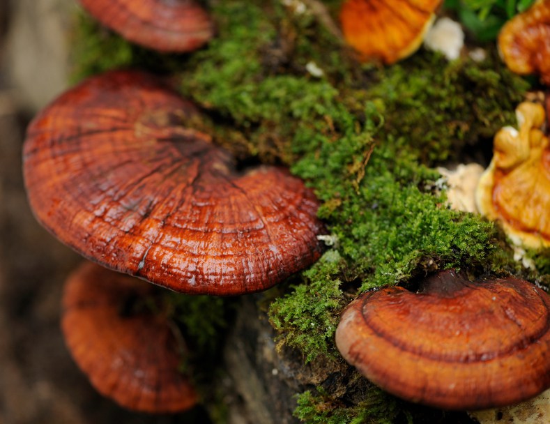 Healing mushroom