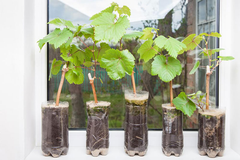 Grape seedlings