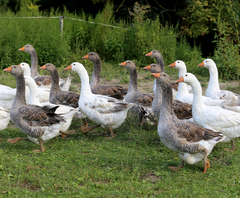 Domestic goose