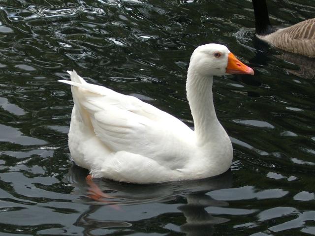 Goose in the pond