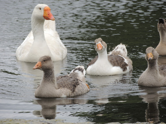 Geese in the pond