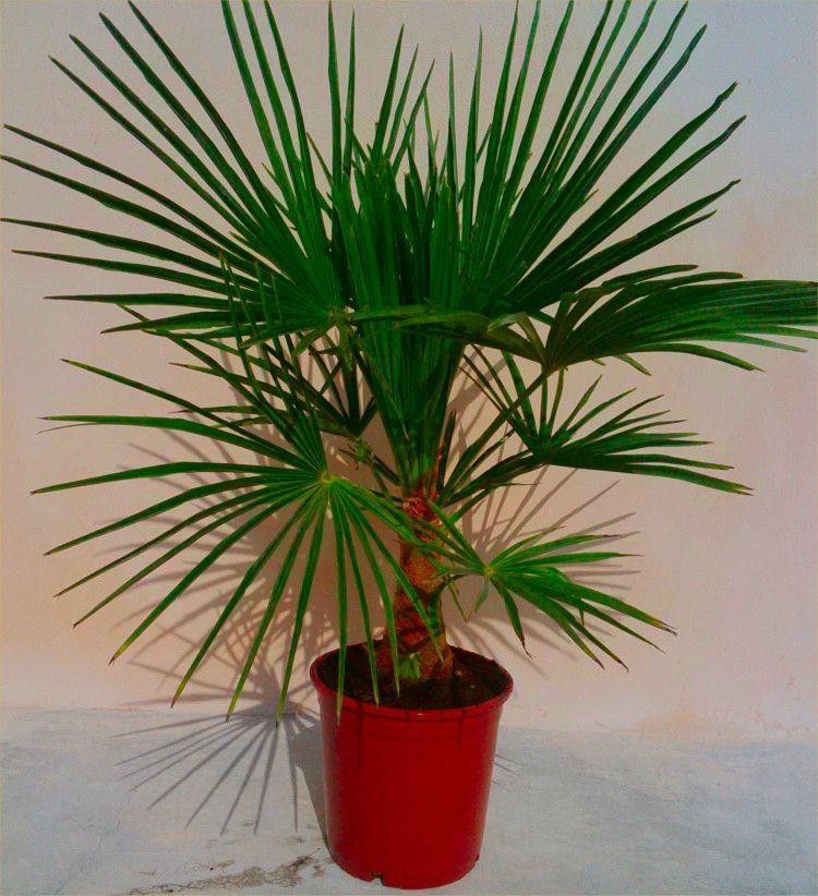 Комнатные растения семейства пальмовых фото и название